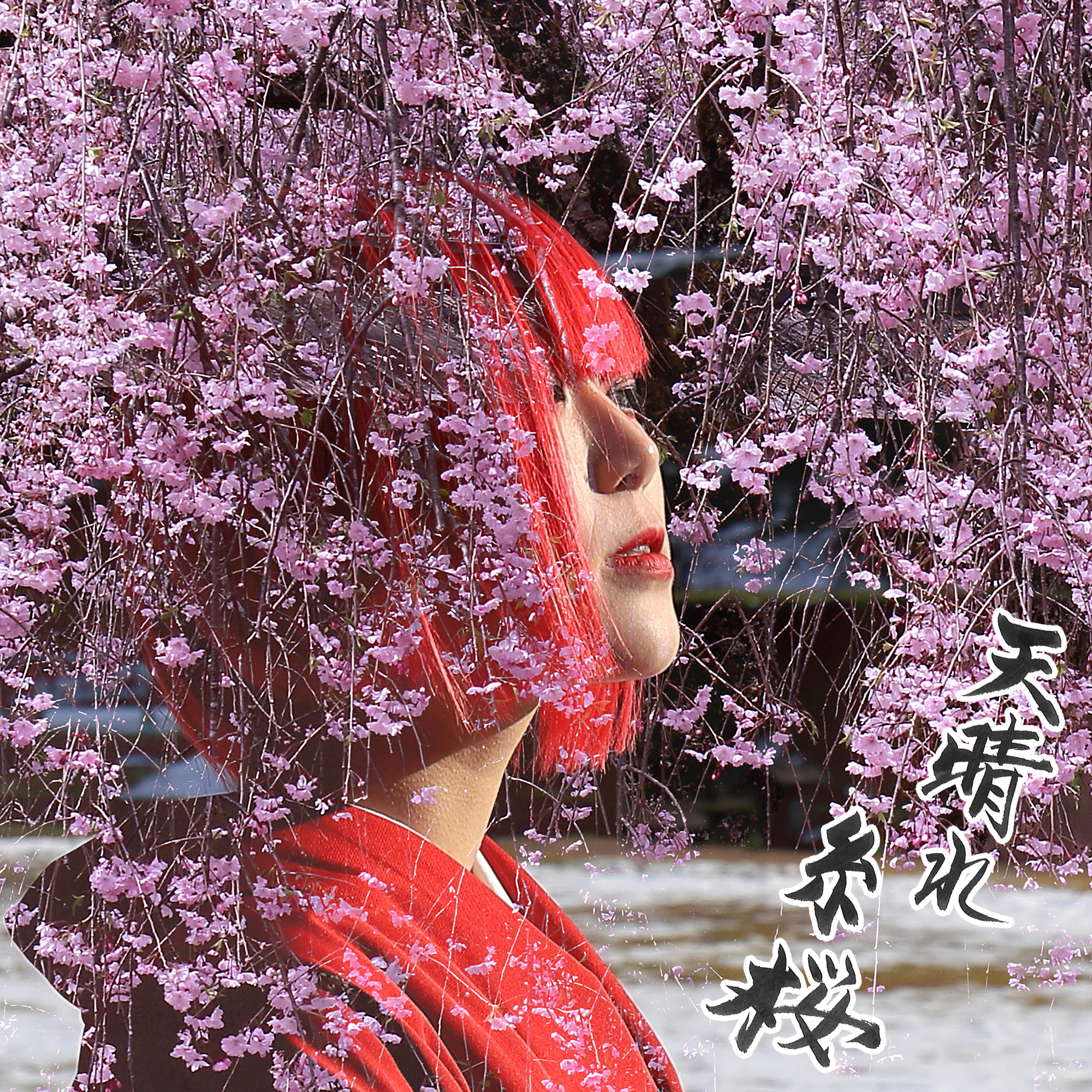 天晴れ糸桜 アートワーク